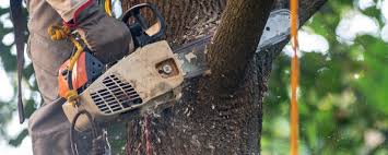  Montclair, VA Tree Services Pros