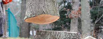 Best Tree Maintenance Programs  in Montclair, VA