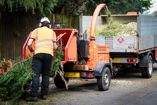 Reliable Montclair, VA Tree Services Solutions
