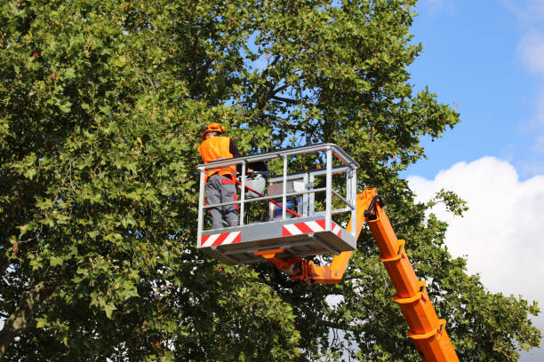 Best Tree Risk Assessment  in Montclair, VA