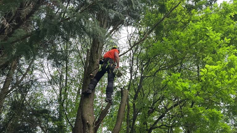 Best Seasonal Cleanup (Spring/Fall)  in Montclair, VA