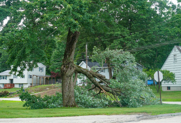 Best Storm Damage Tree Cleanup  in Montclair, VA