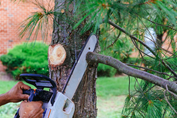 Best Utility Line Clearance  in Montclair, VA